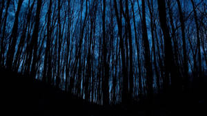 Bosque Nocturno Estética Azul Oscuro HD — Azul oscuro estético Fondos de pantalla