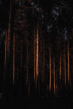 Bosque Oscuro — Bosque Fondos de pantalla