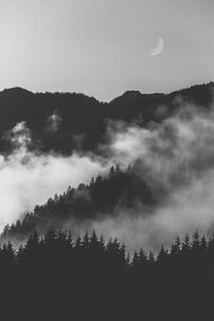 Bosque oscuro y brumoso en monocromo — Bosque oscuro Fondos de pantalla