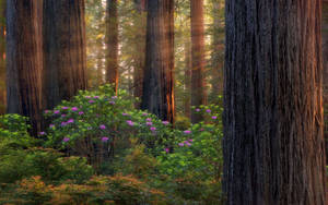 Fondo de pantalla de bosque púrpura de Oregón — Amanecer Fondos de pantalla