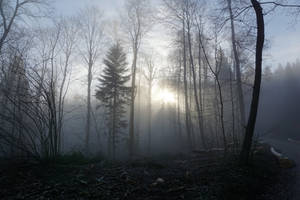Fondo de pantalla de Bosque Sombrío y Neblinoso — Bosque oscuro Fondos de pantalla