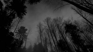 Bosque Tenebroso Gris Oscuro — Bosque oscuro Fondos de pantalla