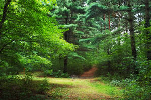 Fondo de pantalla Bosque Verde Brillante