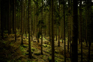 Fondo de pantalla de Bosque Verde Oscuro