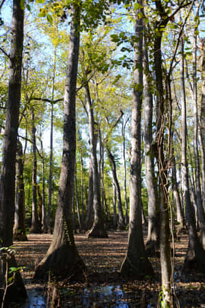 Bosques de Mississippi — Vista del bosque Fondos de pantalla