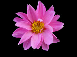 Fondo Floral Rosa