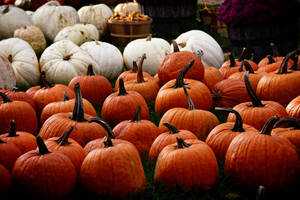 Fondo de pantalla de calabazas anaranjadas y blancas de cosecha. — Otoño Fondos de pantalla