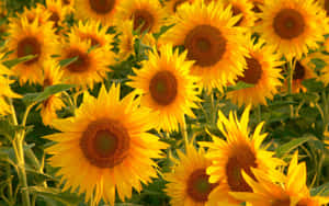 Brillo Solar - Fondo de Pantalla Amarillo Estético — Estético Amarillo Fondos de pantalla