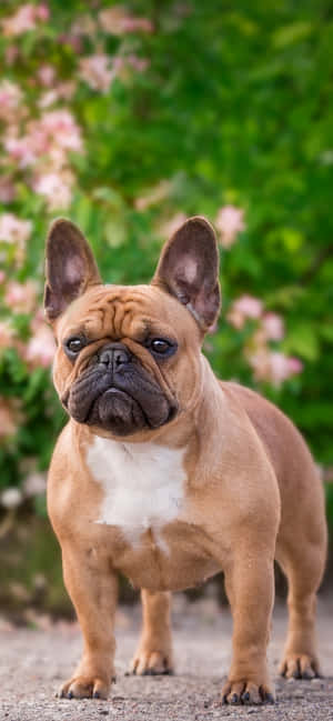 Bulldog francés en el parque — Galaxia A17 Fondos de pantalla