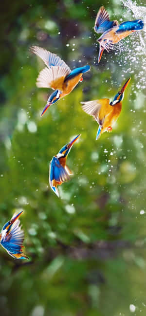 1284x2778 — Xiaomi 17 Ultra Fondos de pantalla