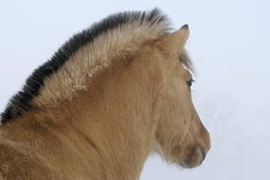 Fondo de pantalla de un lindo caballo marrón en la nieve invernal