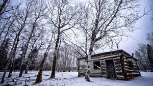 Fondo de pantalla de cabaña de bosque en invierno frío — Frío Fondos de pantalla