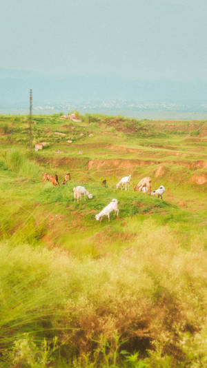 Cabras Estética Cottagecore