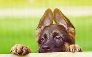 Fotos de cachorros lindos — Cachorro lindo Fondos de pantalla