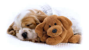 Cachorro Adorable Relajándose en un Día Soleado — Perro lindo Fondos de pantalla