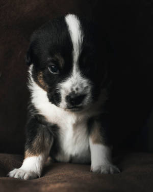 Cachorro blanco y negro lindo en sofá — Cachorro lindo Fondos de pantalla