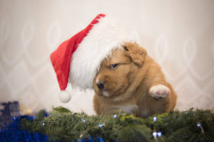Cachorro esponjoso y lindo de Santa — Cachorro lindo Fondos de pantalla