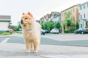 Cachorro lindo color marrón claro en el pueblo — Cachorro lindo Fondos de pantalla
