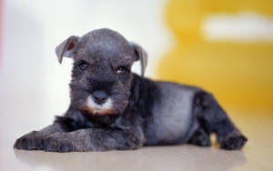 Fondo de pantalla de retrato de animal cachorro negro lindo