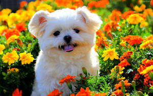 Cachorro Primaveral Lindo y Flores