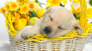 Cachorro Primavera Lindo en Canasta