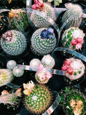 Imágenes de Plantas de Cactus — iPad Air 13 Fondos de pantalla
