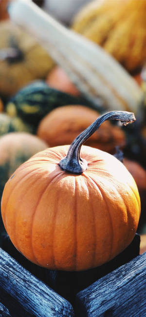 Calabaza Del Mercado, Imagen De Acción De Gracias Para iPhone — iPhone 17 Fondos de pantalla