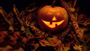 Calabaza vintage de Halloween en campo de maíz.