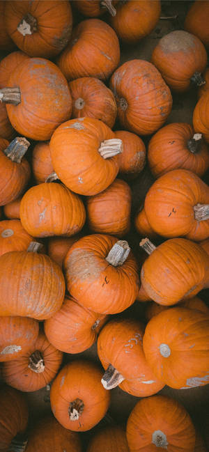 Calabazas naranjas de Acción de Gracias para iPhone — iPhone 18 Pro Max Fondos de pantalla