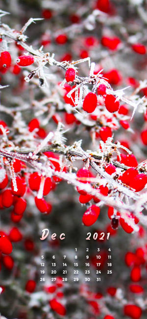 Fondo de pantalla Calendario Cerezas Rojas Diciembre 2021. — iPhone 18 Pro Max Fondos de pantalla