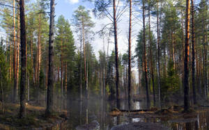 Bosque marrón en primavera con altos árboles verdes. — Amanecer Fondos de pantalla