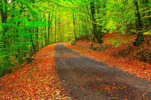 Camino rural con hojas caídas anaranjadas en el sendero y árboles verde brillante a la orilla durante la temporada de otoño. — Otoño Fondos de pantalla
