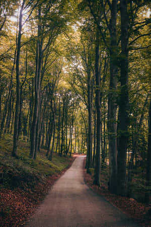 Camino a través del bosque