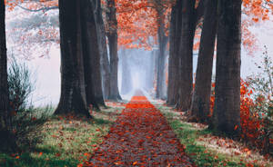 Fondo de pantalla de camino estético otoñal — Estética otoño Fondos de pantalla