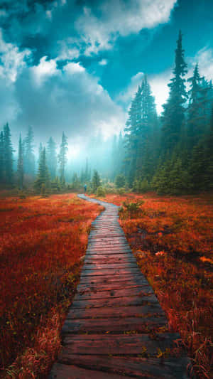 Camino hacia el bosque brumoso — Naturaleza Fondos de pantalla