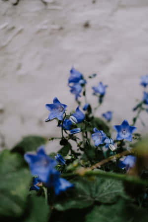 Campanillas Azules Teléfono — Flores Fondos de pantalla