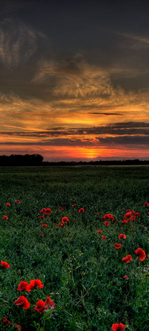 Campo de Amapolas Vivo V20 — Tecno Pova Curve Fondos de pantalla