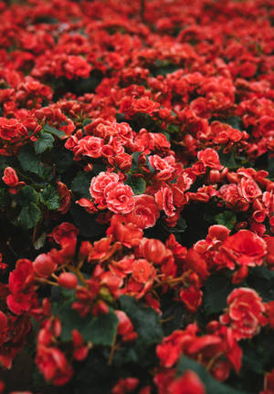Fondo de pantalla rojo de un grupo de flores de pétalos rojos en un campo — OnePlus Pad 3 Fondos de pantalla