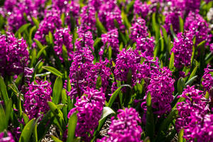 Fondo de pantalla de campo de flores de jacinto Miss Saigon — 3:2 Fondos de pantalla