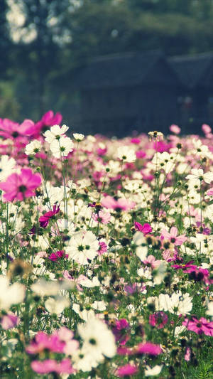 Campo de Flores Floral iPhone — Floral iPhone Fondos de pantalla