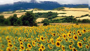 Campo de Girasoles de Verano para Escritorio