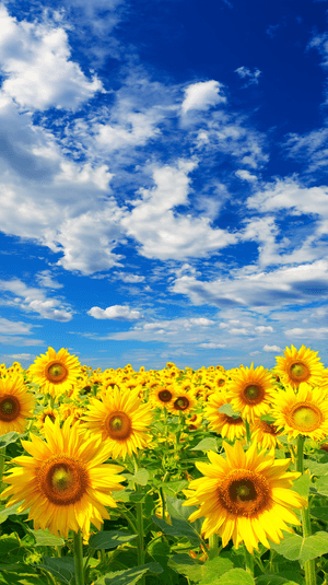 Girasol,Fondo de girasoles,Verano,Estética de girasol,Imágenes de girasoles