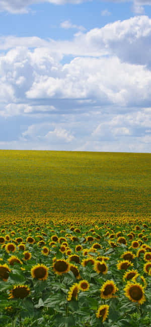Fondo de Girasoles — Galaxia A37 Fondos de pantalla