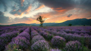 Campo de lavanda estético, montañas y atardecer — Estética lavanda Fondos de pantalla
