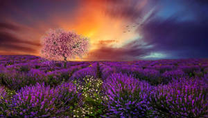 Campo de Lavanda Estético, Cerezo en Flor y Atardecer — Estética lavanda Fondos de pantalla