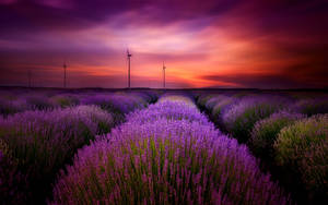 Campo de Lavanda Estético y Molinos de Viento — Estética lavanda Fondos de pantalla