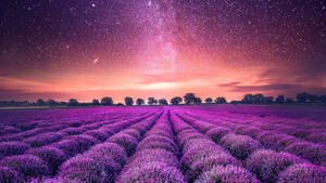 Campo de Lavanda Estético y Estrellas — Estética lavanda Fondos de pantalla