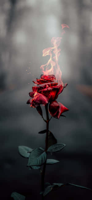 Fondo de rosas — Huawei Mate 80 Pro Fondos de pantalla