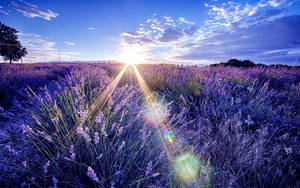 Campo Estético de Lavanda y el Amanecer — Estética lavanda Fondos de pantalla