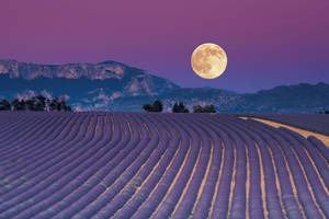 Campo estético de lavanda y luna llena — Estética lavanda Fondos de pantalla
